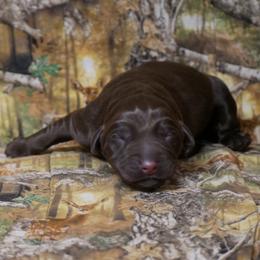 Aleution - Chocolate female Labrador Retriever puppy in Buffalo Valley, Tennessee from Buffalo Valley Breeders
