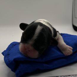 Enchanting Charlies Bippidi Boppidi Boo - Black white and tan female English Toy Spaniel puppy in Pennsylvania from Enchanting Charlies