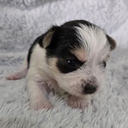Noelle - Black and white female Companion Cross puppy in Deland, Florida from Isabelle's Puppy Patch