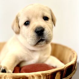 Girl 1 - Yellow Labrador Retriever puppy in Waxhaw, North Carolina from Blacks Run Retrievers