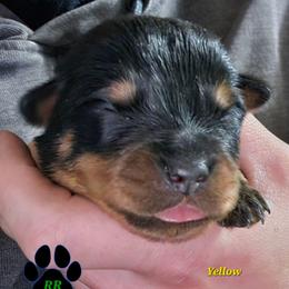Yellow - Black and mahogany female Rottweiler puppy in Tangent, Oregon from Raya's Royals