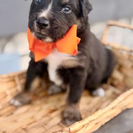 Orange - Black tri male Miniature Australian Shepherd puppy in 32046, Florida from River Hill Ranch