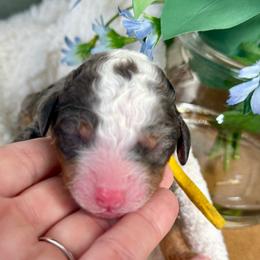 Spot - Merle male Bernedoodle puppy in Highland, Utah from Angel Pups Deluxe