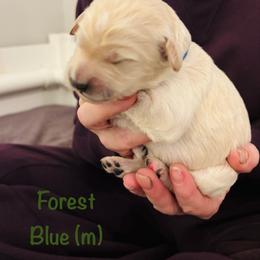 Forest - Cream male Goldendoodle puppy in Buford, Georgia from Guppy Puppies