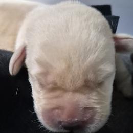 Peter, black collar - Yellow male Labrador Retriever puppy in Greenwich, Ohio from Pure Gem Kennel