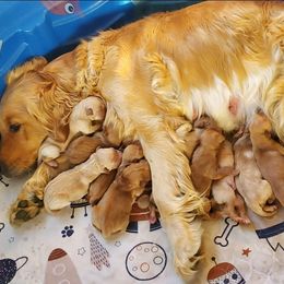 Golden Retriever Puppies from Bliss Creek Goldens