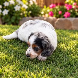 Princess - Dapple female Dachshund puppy in Pleasant Plains, Arkansas from JGBs Silver Spur Dachshunds