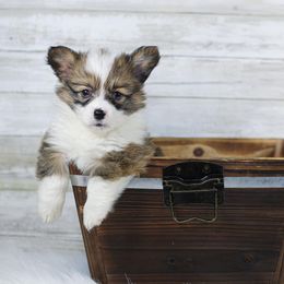 Girl 1 - Sable Pembroke Welsh Corgi puppy in Roanoke, Alabama from Oak Leaf Circle Corgis
