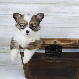 Girl 1 - Sable Pembroke Welsh Corgi puppy in Roanoke, Alabama from Oak Leaf Circle Corgis