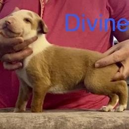 Boy 2 - Red and white male Ibizan Hound puppy in Oklahoma from Nevaeh Ibizan Hounds