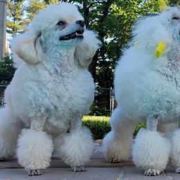 Poodles from Kalinka Poodles