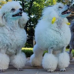 Poodles from Kalinka Poodles