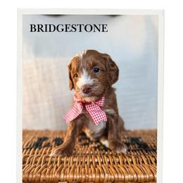 Bridgestone - Red  male Goldendoodle puppy in New Harmony, Indiana from Cottonwood Farms