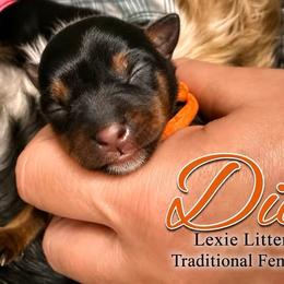Dia - Black and tan female Yorkshire Terrier puppy in Tangipahoa County, Louisiana from Riche’ Louisiana Yorkies