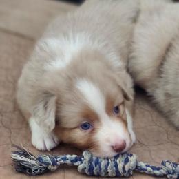 Jackson - Red merle male Australian Shepherd puppy in Athens, Tennessee from Mimi's Aussie