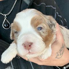 Rocket - male Australian Mountain Doodle puppy in Cortez, Colorado from Sassy Pants Pups