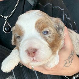 Rocket - male Australian Mountain Doodle puppy in Cortez, Colorado from Sassy Pants Pups