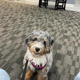 Aussiedoodle and Bernedoodle Puppies from Steindoodles