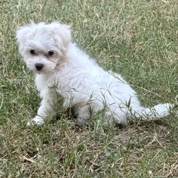 Maltese and Yorkshire Terrier Puppies from Maltese Dollhouse