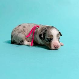 Ruby - Blue merle female Australian Shepherd puppy in Placerville, California from BFF Aussies
