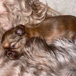 Boy 2 - Sable male Shih Tzu puppy in Troy, Texas from Smith Shih Tzu