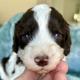 Girl 1 Not sure who is available yet - Chocolate female Goldendoodle puppy in Peoria, Arizona from Az Adorable Doodles