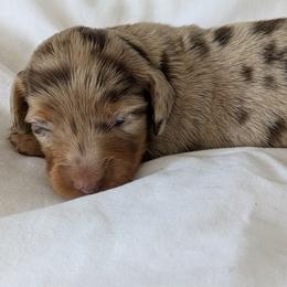Jade - Dapple female Dachshund puppy in Sonora, Kentucky from Maple Hill Miniature Dachshunds