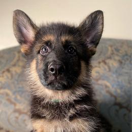 Green collar boy - Black and red male German Shepherd puppy in Coleta, Illinois from Four Leaf Farm- Vom Vierblättriges Bauernhof