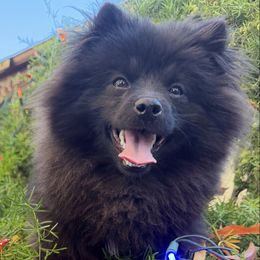Mickey - Black male Pomeranian puppy in Los Angeles, Santa Clarita, California from LT_Poms