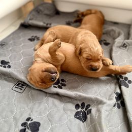 Female Pick 5 - Dark golden female Golden Retriever puppy in Waterford, Pennsylvania from Creek Flats Retrievers