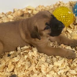 White Collar - Fawn female Cane Corso puppy in Chesapeake, Virginia from 948 Cane Corso