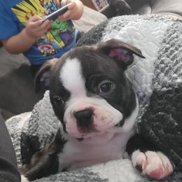 Boston Terrier and French Bulldog Puppies from Reds Studio