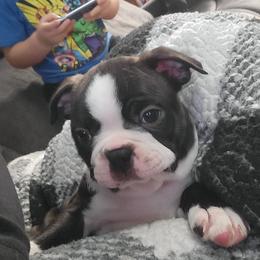 Boston Terrier and French Bulldog Puppies from Reds Studio