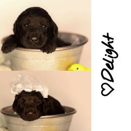 Double Doodle, Goldendoodle, and Sheepadoodle Puppies from Shaw Spring's Canines