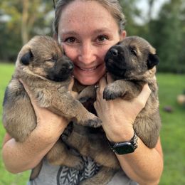 Belgian Malinois, Dutch Shepherd, and German Shepherd Puppies from Stay Wild K9