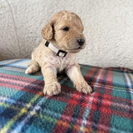 Oakley - Cream female Goldendoodle puppy in Lowville, New York from Adirondack Goldendoodles