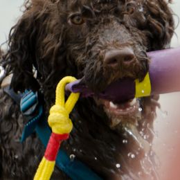 Portuguese Water Dogs from Ondakina Portuguese Water Dogs