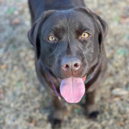 Labrador Retrievers from Double Banded Labradors