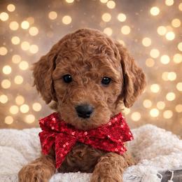 Miss Red - Red  female Goldendoodle puppy in Greenwood, Louisiana from GoldenFido