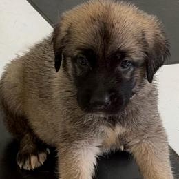 White - Gray fawn female Anatolian Shepherd Dog puppy in Winter Haven, Florida from Karen's Anatolian Shepherd Dogs