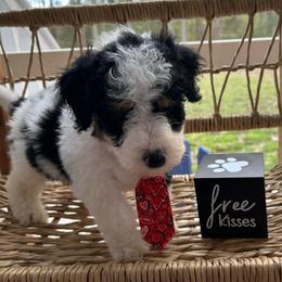Stud Muffin - Tri-color male Bernedoodle puppy in Camden, North Carolina from Oopsie Doodles of NC