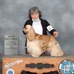 Ivy - Cocker Spaniel