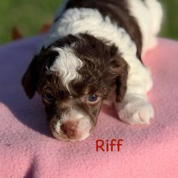 Riff - Phantom male Poodle puppy in Ardmore, Oklahoma from The Poodles of Green Acres