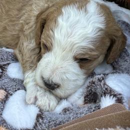 Tan Collar - Red male Bernedoodle puppy in Cody, Wyoming from Yellowstone Breeders