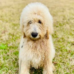 Golden Retrievers and Poodles from St. Barx Kennel Company