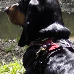 Banjo - Basset Hound