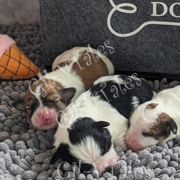 Coton de Tulear puppies from Gil-VTales