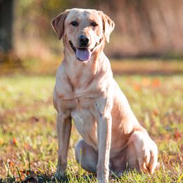 Labrador Retrievers from Climbing Stone Labradors