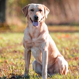 Labrador Retrievers from Climbing Stone Labradors