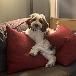 Labradoodle Puppies from Tyson's Farm Doodles